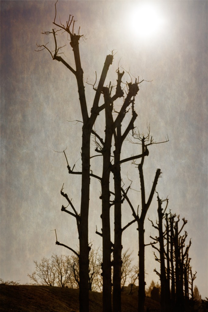 "Bare Trees"