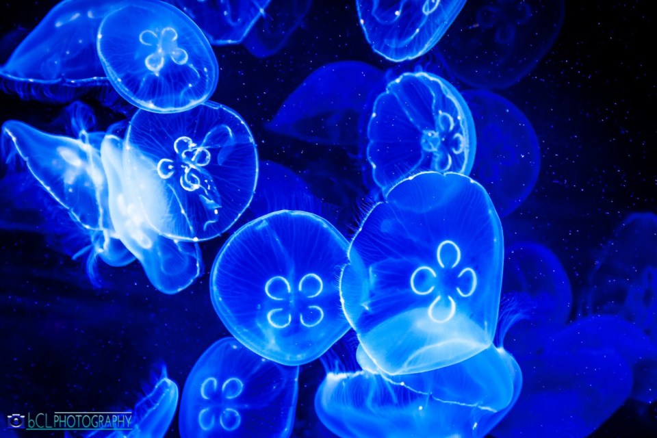 Jellyfish