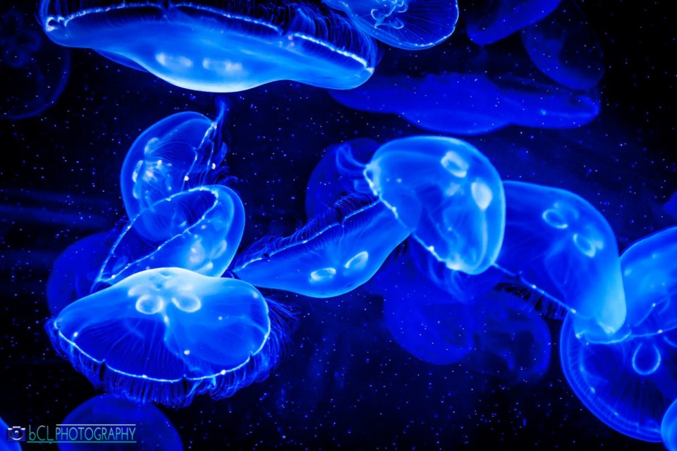 Jellyfish