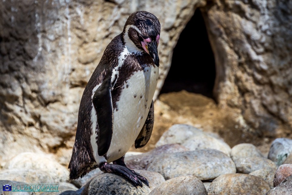 Penguin Humboldt