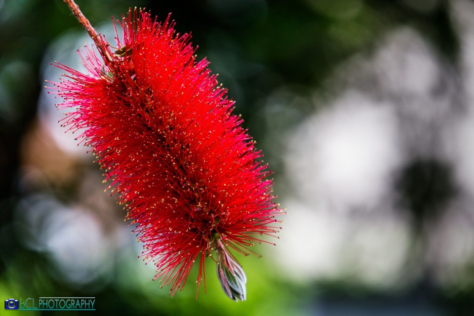 Red bottlebrush flower (Callistemon citrinus)