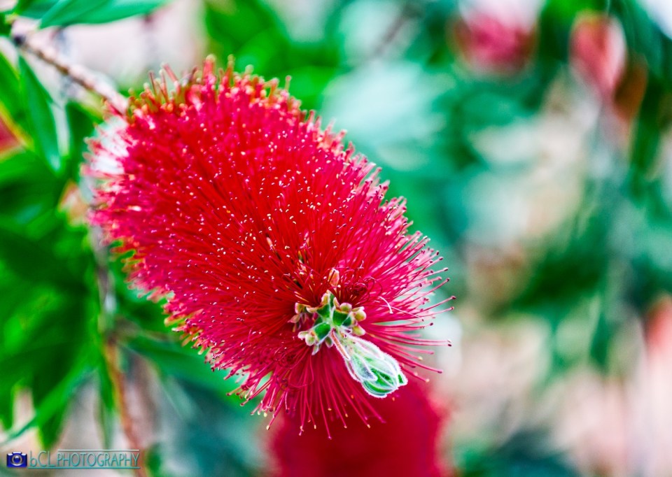 Red bottlebrush flower (Callistemon citrinus)