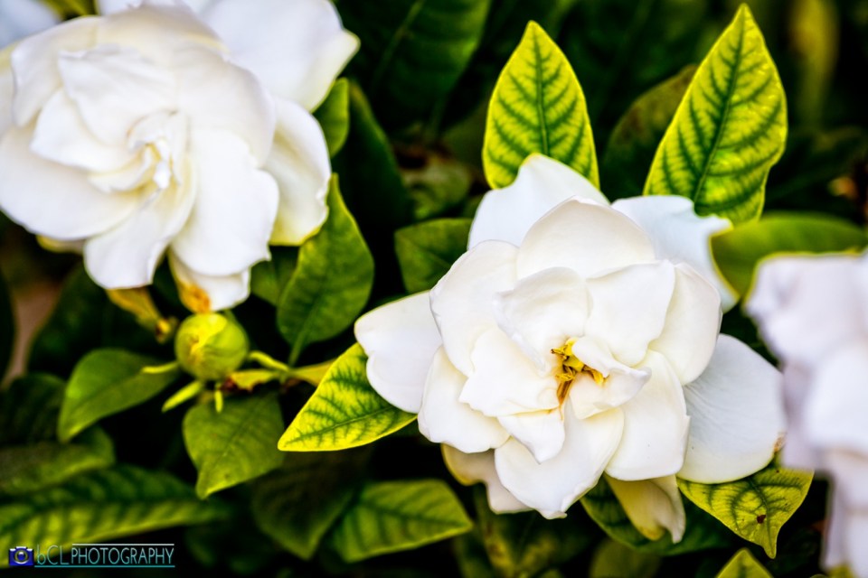 Gardenia